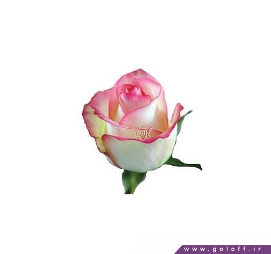 گل رز هلندی جومیلا - Rose | گل آف